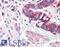 POU Class 5 Homeobox 1 antibody, LS-C140990, Lifespan Biosciences, Immunohistochemistry frozen image 