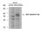 Bridging Integrator 1 antibody, M01551-2, Boster Biological Technology, Western Blot image 