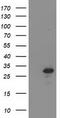Bridging Integrator 3 antibody, TA501913, Origene, Western Blot image 