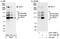 Host Cell Factor C1 antibody, A301-400A, Bethyl Labs, Immunoprecipitation image 