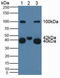 Killer Cell Lectin Like Receptor B1 antibody, LS-C295040, Lifespan Biosciences, Western Blot image 