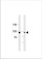 Transglutaminase 2 antibody, TA324993, Origene, Western Blot image 