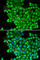 Lactate Dehydrogenase A antibody, A1146, ABclonal Technology, Immunofluorescence image 