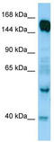 Rap Guanine Nucleotide Exchange Factor 6 antibody, TA338292, Origene, Western Blot image 