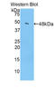 Alpha Fetoprotein antibody, LS-C372510, Lifespan Biosciences, Western Blot image 