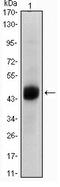 HNF-3-beta antibody, AM06359SU-N, Origene, Western Blot image 