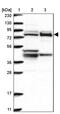 MUT antibody, PA5-57487, Invitrogen Antibodies, Western Blot image 