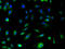 S100A10 antibody, A63362-100, Epigentek, Immunofluorescence image 