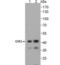 C-C Motif Chemokine Receptor 2 antibody, NBP2-67700, Novus Biologicals, Western Blot image 