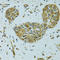 Heat Shock Protein Family B (Small) Member 1 antibody, LS-C330863, Lifespan Biosciences, Immunohistochemistry frozen image 