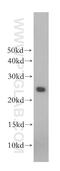 Chorionic somatomammotropin hormone antibody, 10178-1-AP, Proteintech Group, Western Blot image 