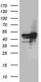 GA Binding Protein Transcription Factor Subunit Beta 1 antibody, CF811261, Origene, Western Blot image 