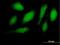 Ring Finger Protein 34 antibody, H00080196-B01P, Novus Biologicals, Immunofluorescence image 