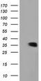 Glyoxylate reductase/hydroxypyruvate reductase antibody, TA502089, Origene, Western Blot image 