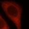Optineurin antibody, FNab05999, FineTest, Immunofluorescence image 