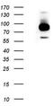 Leucine Rich Repeat Containing G Protein-Coupled Receptor 5 antibody, UM870103, Origene, Western Blot image 