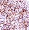 Serine Protease 27 antibody, LS-C162194, Lifespan Biosciences, Immunohistochemistry frozen image 