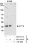 Basic Transcription Factor 3 antibody, NBP1-28700, Novus Biologicals, Immunoprecipitation image 