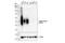 Coagulation Factor III, Tissue Factor antibody, 55147S, Cell Signaling Technology, Western Blot image 
