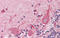 ATF4 antibody, 28-606, ProSci, Western Blot image 