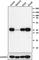 Cyclin D3 antibody, 684902, BioLegend, Western Blot image 