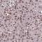 Nuclear Cap Binding Protein Subunit 1 antibody, HPA049031, Atlas Antibodies, Immunohistochemistry frozen image 