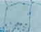 Pulmonary surfactant-associated protein D antibody, BPD-HYB-245-02-02, Enzo Life Sciences, Immunohistochemistry frozen image 