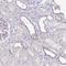 Leukocyte Receptor Cluster Member 9 antibody, NBP2-30893, Novus Biologicals, Immunohistochemistry frozen image 