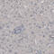 Nfm antibody, AMAb91030, Atlas Antibodies, Immunohistochemistry paraffin image 