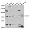 Solute Carrier Family 3 Member 1 antibody, PA5-76749, Invitrogen Antibodies, Western Blot image 