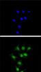 FA Complementation Group C antibody, PA5-26530, Invitrogen Antibodies, Immunofluorescence image 