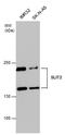 Slit Guidance Ligand 2 antibody, PA5-31133, Invitrogen Antibodies, Western Blot image 