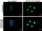 Cyclic AMP-dependent transcription factor ATF-3 antibody, GTX129120, GeneTex, Immunofluorescence image 