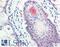 NET50 antibody, LS-A9864, Lifespan Biosciences, Immunohistochemistry frozen image 