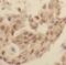 G-Patch Domain Containing 2 antibody, FNab03575, FineTest, Immunohistochemistry frozen image 