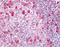 G Protein-Coupled Receptor 183 antibody, TA316825, Origene, Immunohistochemistry frozen image 