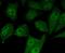 SMAD Family Member 5 antibody, NBP2-67404, Novus Biologicals, Immunocytochemistry image 