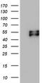 SCARA1 antibody, TA802781AM, Origene, Western Blot image 