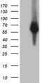 Ring Finger Protein 149 antibody, CF810551, Origene, Western Blot image 