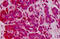 Glutathione Peroxidase 1 antibody, MBS247525, MyBioSource, Immunohistochemistry frozen image 