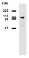 High affinity cAMP-specific and IBMX-insensitive 3 ,5 -cyclic phosphodiesterase 8A antibody, LS-C204343, Lifespan Biosciences, Western Blot image 