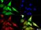 Calreticulin antibody, NB600-101, Novus Biologicals, Immunocytochemistry image 