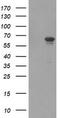 Formimidoyltransferase-cyclodeaminase antibody, TA504950AM, Origene, Western Blot image 