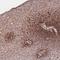 Dachsous Cadherin-Related 1 antibody, NBP2-13901, Novus Biologicals, Immunohistochemistry frozen image 