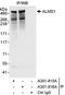 ALMS1 Centrosome And Basal Body Associated Protein antibody, A301-816A, Bethyl Labs, Immunoprecipitation image 