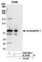 Junctophilin 1 antibody, A304-593A, Bethyl Labs, Immunoprecipitation image 