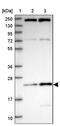 THO Complex 7 antibody, PA5-60626, Invitrogen Antibodies, Western Blot image 