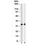 PCNA antibody, 34-150, ProSci, Western Blot image 