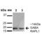 GABA Type A Receptor Associated Protein Like 1 antibody, SPC-622D-PCP, StressMarq, Western Blot image 