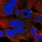 Phospholipase C Eta 1 antibody, HPA057978, Atlas Antibodies, Immunocytochemistry image 